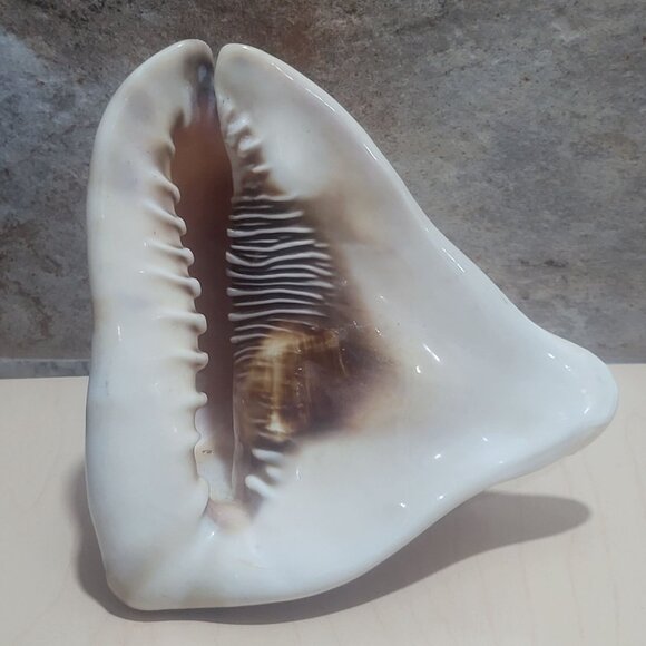Red Helmet Shell Cypraecassis Rufa Bullmouth Shell Cameo Shell - Picture 1 of 10